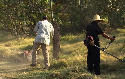 綠化養(yǎng)護(hù)